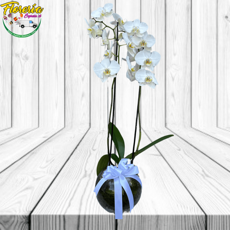 Glamurosa orquidea - Imagen 1