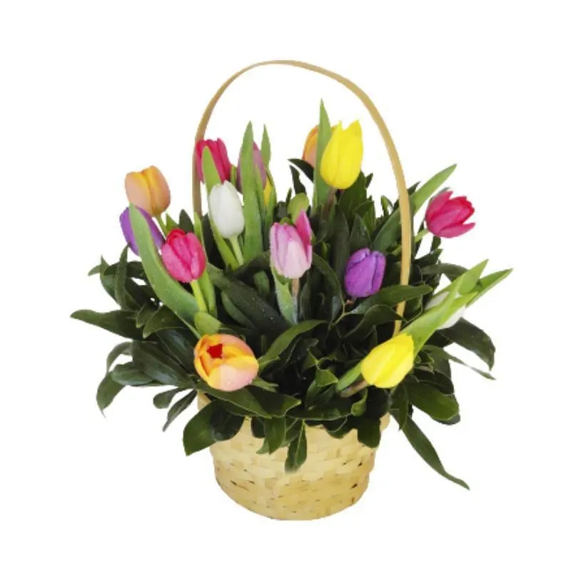 Canastita 15 tulipanes