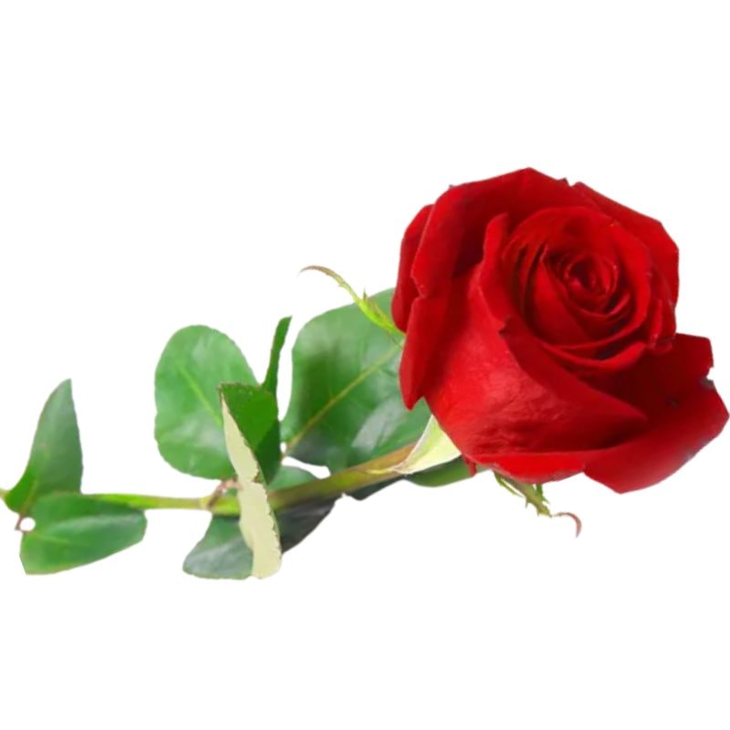 ROSA ADICIONAL - Imagen 1