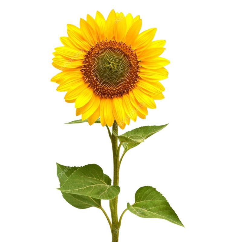 GIRASOL ADICIONAL - Imagen 1