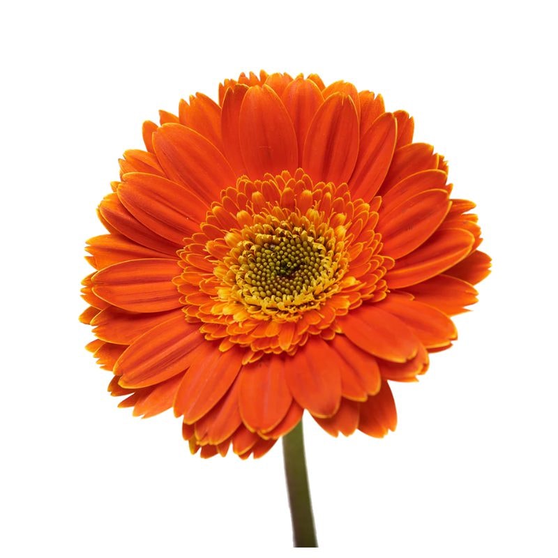 GERBERA ADICIONAL - Imagen 1