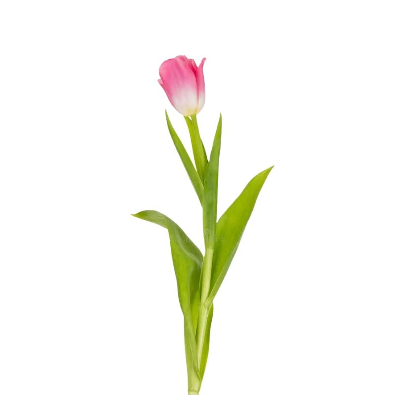 TULIPAN PARA ADICIONAL - Imagen 1